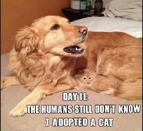 dog adopts cat.jpg